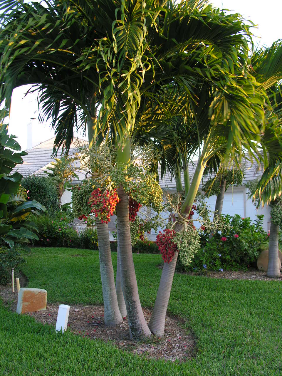Christmas Palm - Veitchia merrillii
