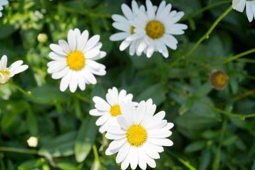 Chrysanthemum cinerariifolium - Pyrethrum