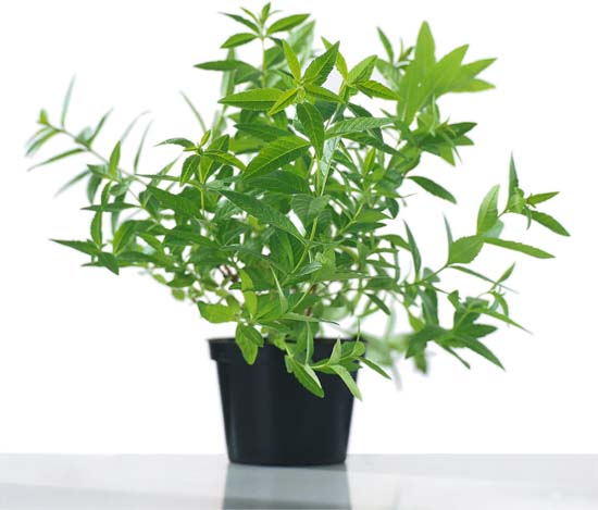 Citronverbena - PLANTE