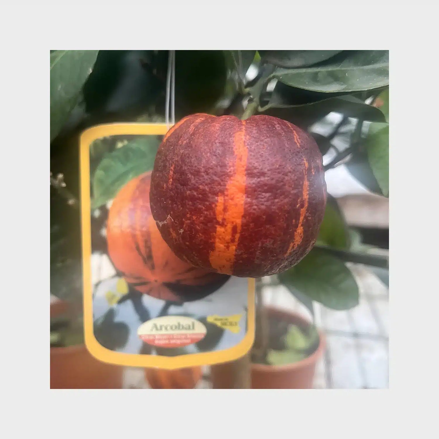 Arcobal - Citrus meyeri x sinensis