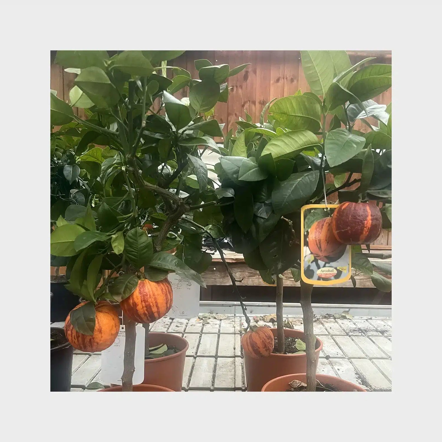 Arcobal - Citrus meyeri x sinensis