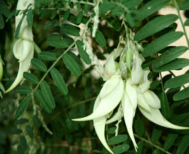 Hvid Hummerklo - Clianthus puniceus albus