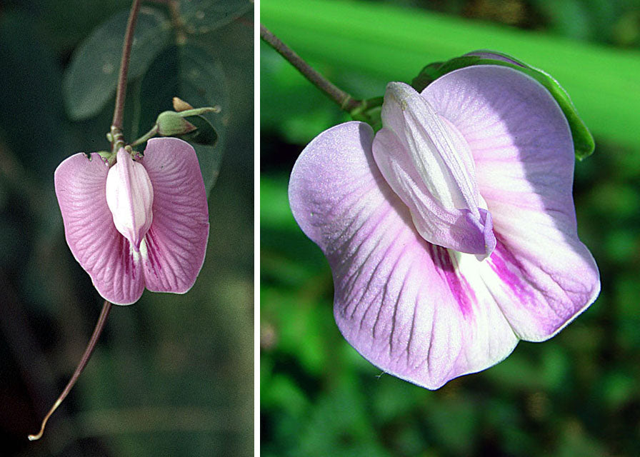 Sommerfugle Ært - Clitoria Macrophylla
