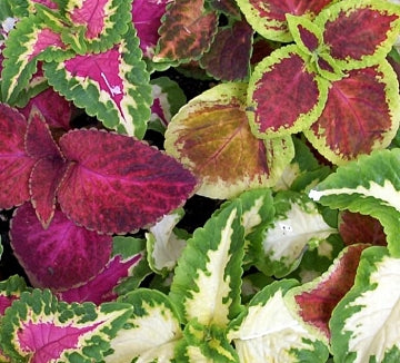 Coleus 'Rainbow Mix' - Paletblad