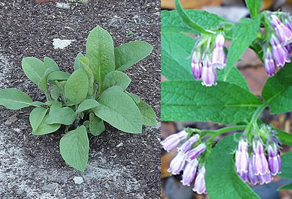 Lægekulsukker - Symphytum officinale