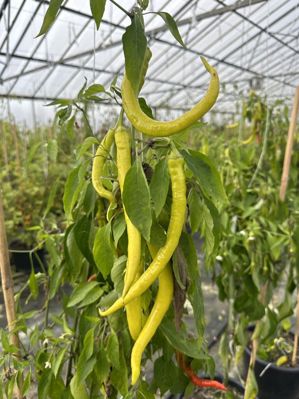 Corbaci  -  C. annuum