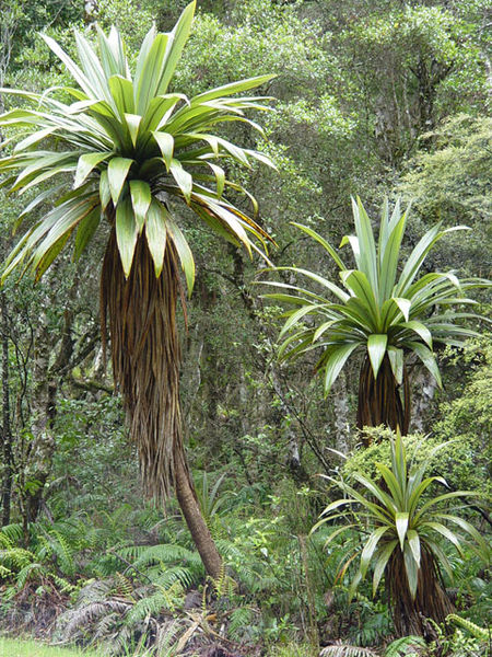 Bjerg-Kål Træ - Cordyline indivisa – Bjarne's frø og planter