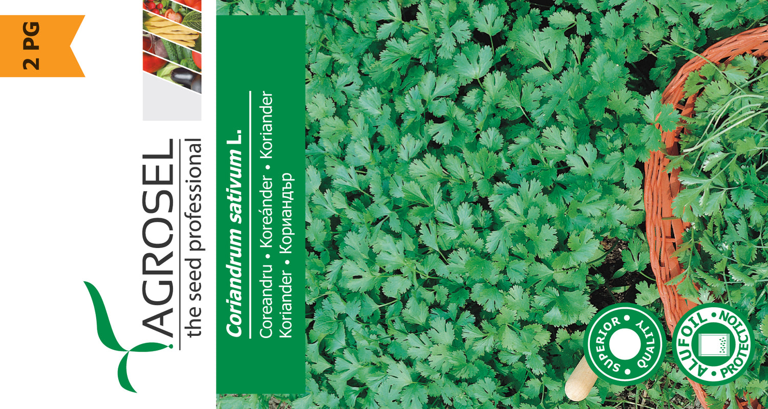 Koriander - Coriandrum Sativum L.