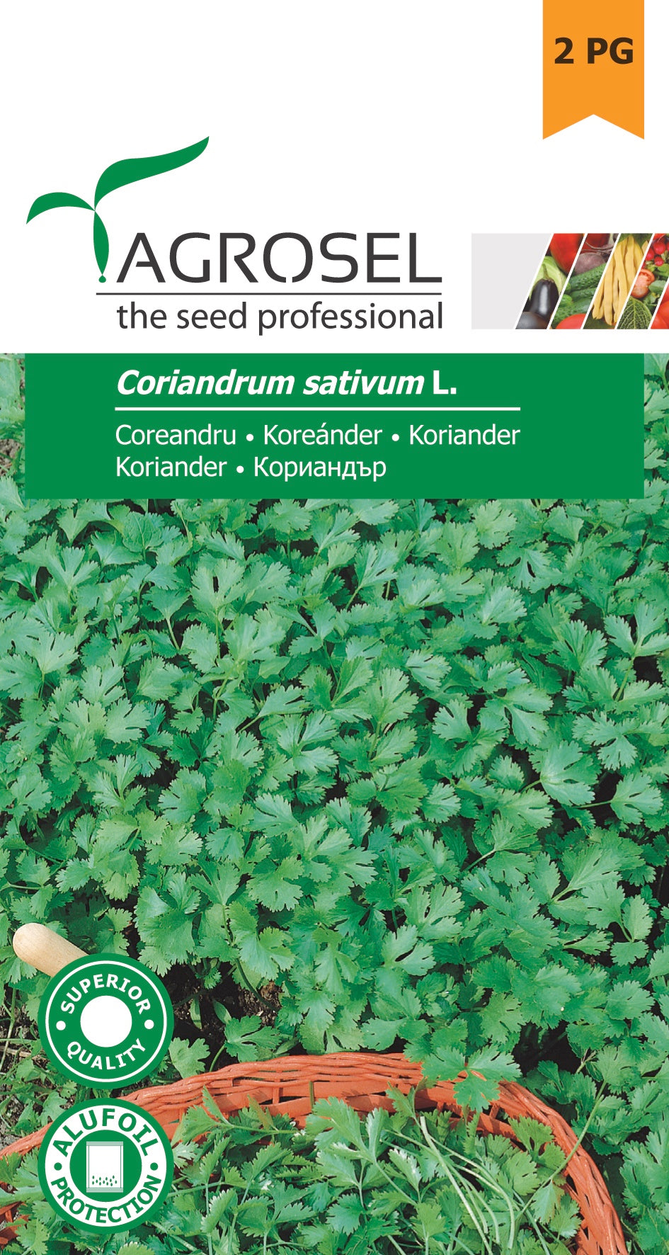 Koriander - Coriandrum Sativum L. - PG2