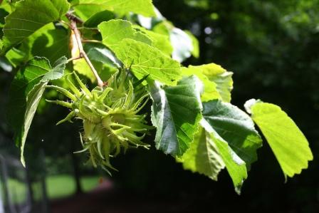 Tyrkisk Hassel - Corylus colurna