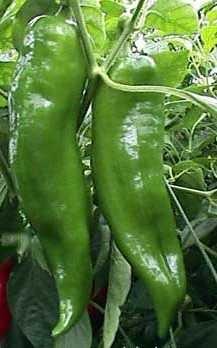 Cow Horn - C.annuum