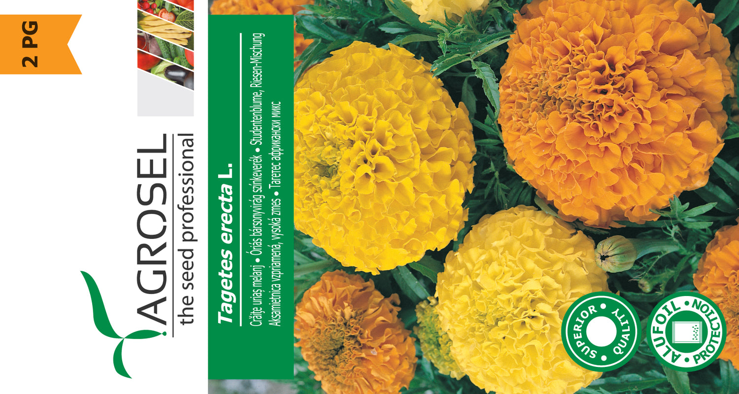 Tagetes Erecta
