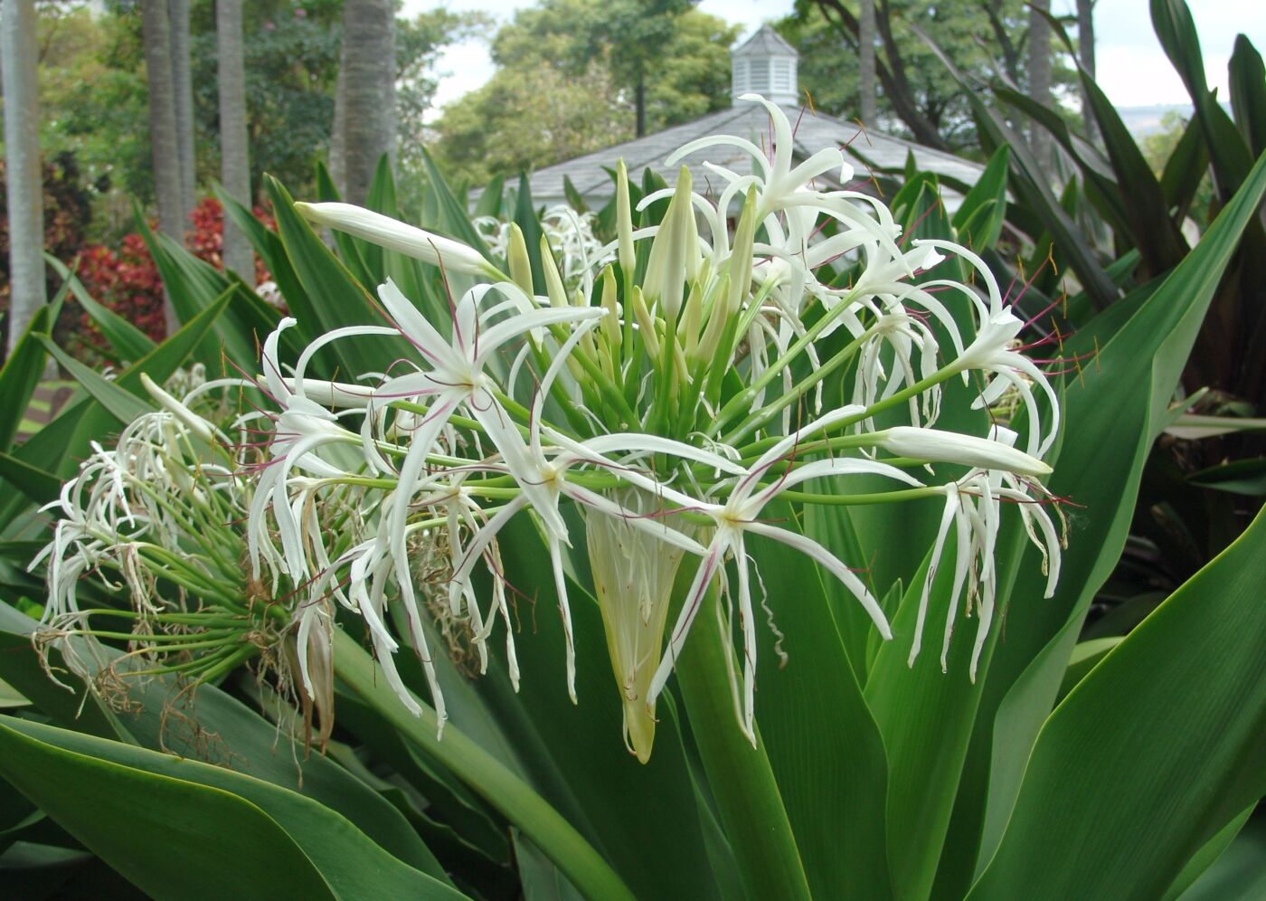 Crinum Lilje - Crinum asiaticum var japonicum - Plante