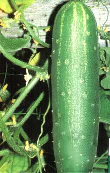 Poinsett agurk