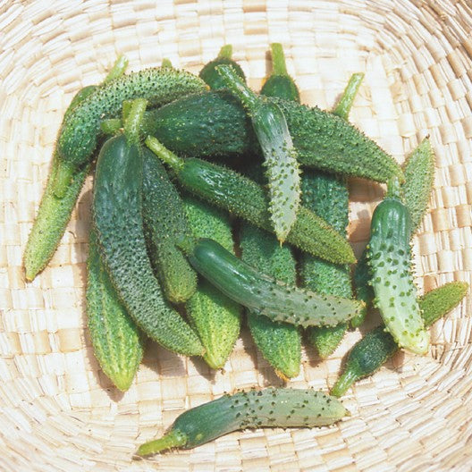 Parisian pickling - Sylteagurk