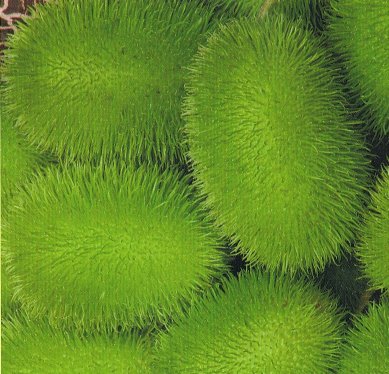 Pindsvine agurk - Cucumis dipsaceus