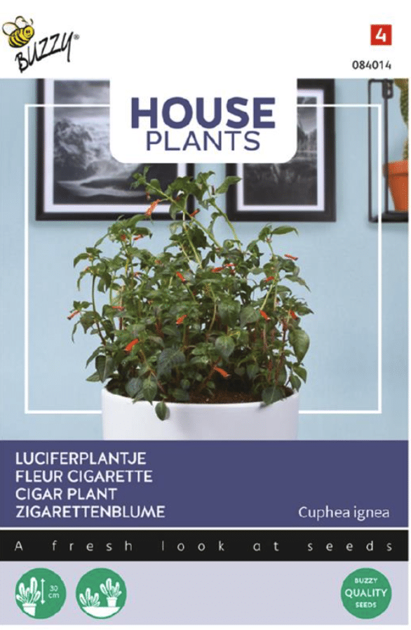 Cigar plante - Cuphea ignea syn. platycentra