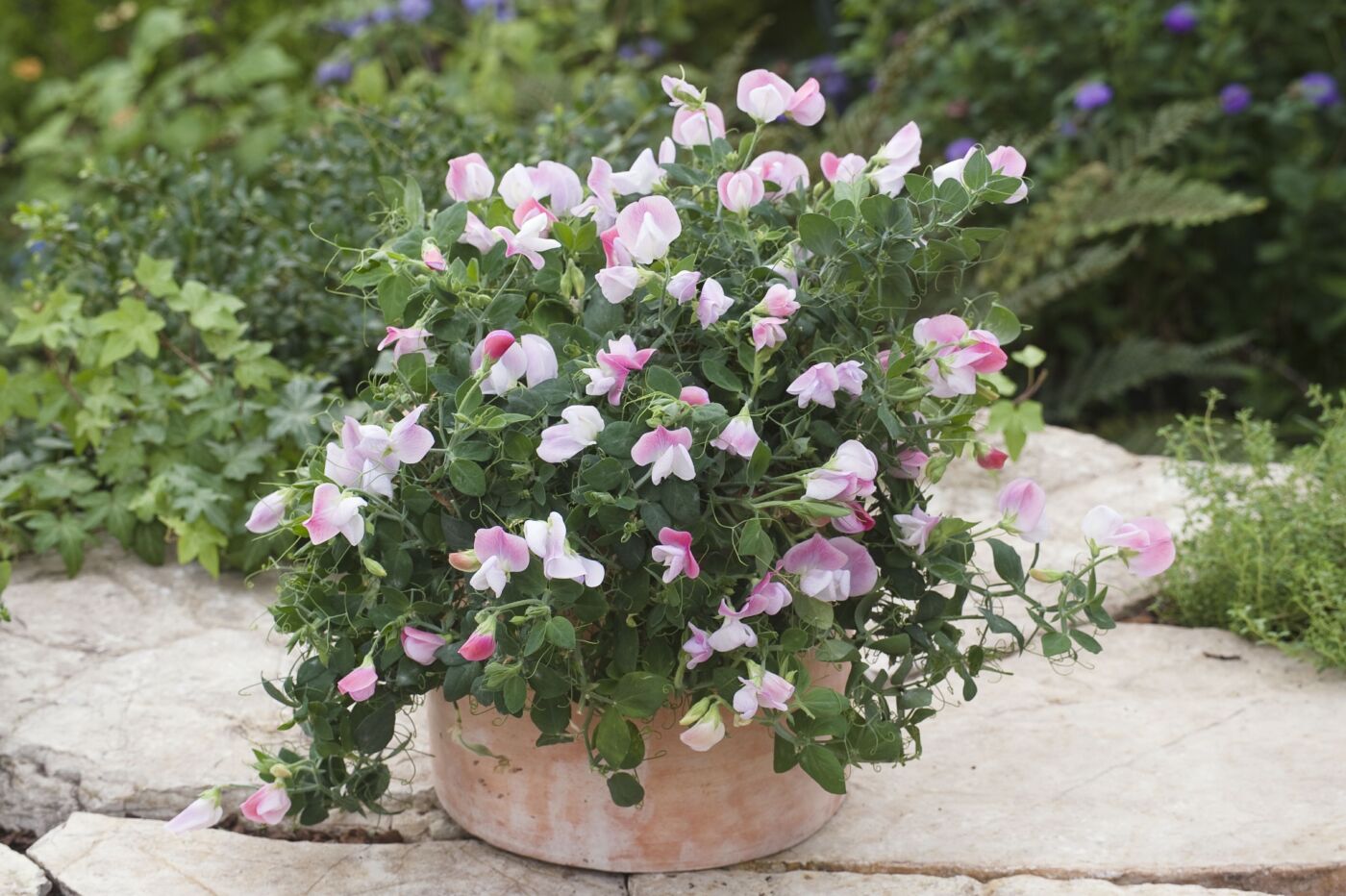 Ærteblomst - Lathyrus Odoratus Cupid Pink