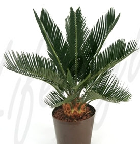 Kogle Palme - Cycas revoluta