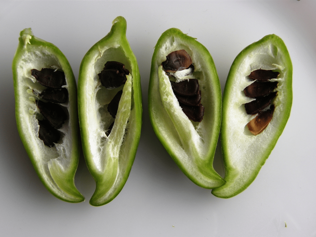 Achoca - Inka-Agurk - Cyclanthera pedata
