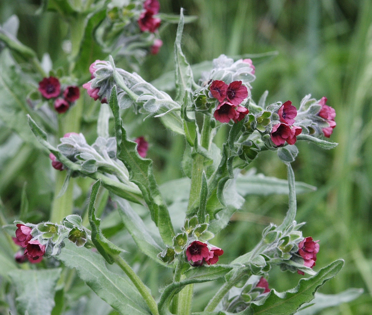 Læge Hundetunge - Cynoglossum officinale