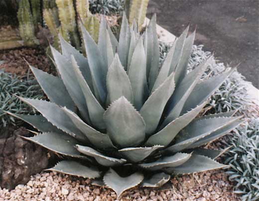 Agave - Parryi ssp couseii