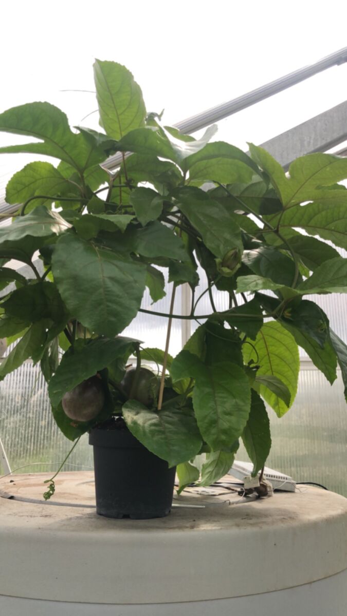 Passionsfrugt - P.edulis  'Colvillii' - plante