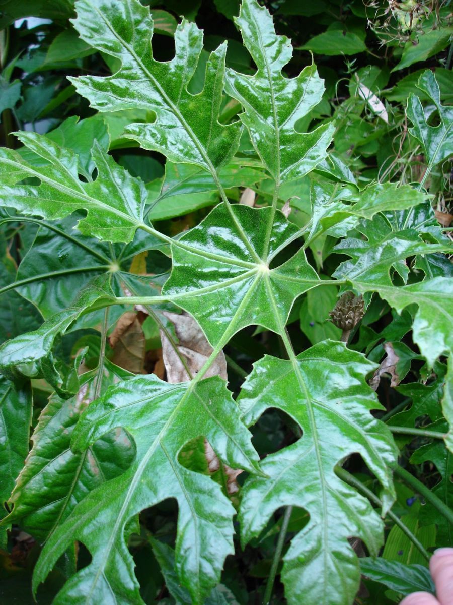 Trevesia palmata