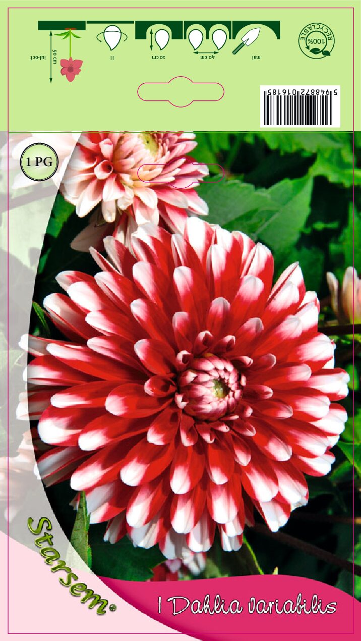 Dahlia - Little Tiger - Knold