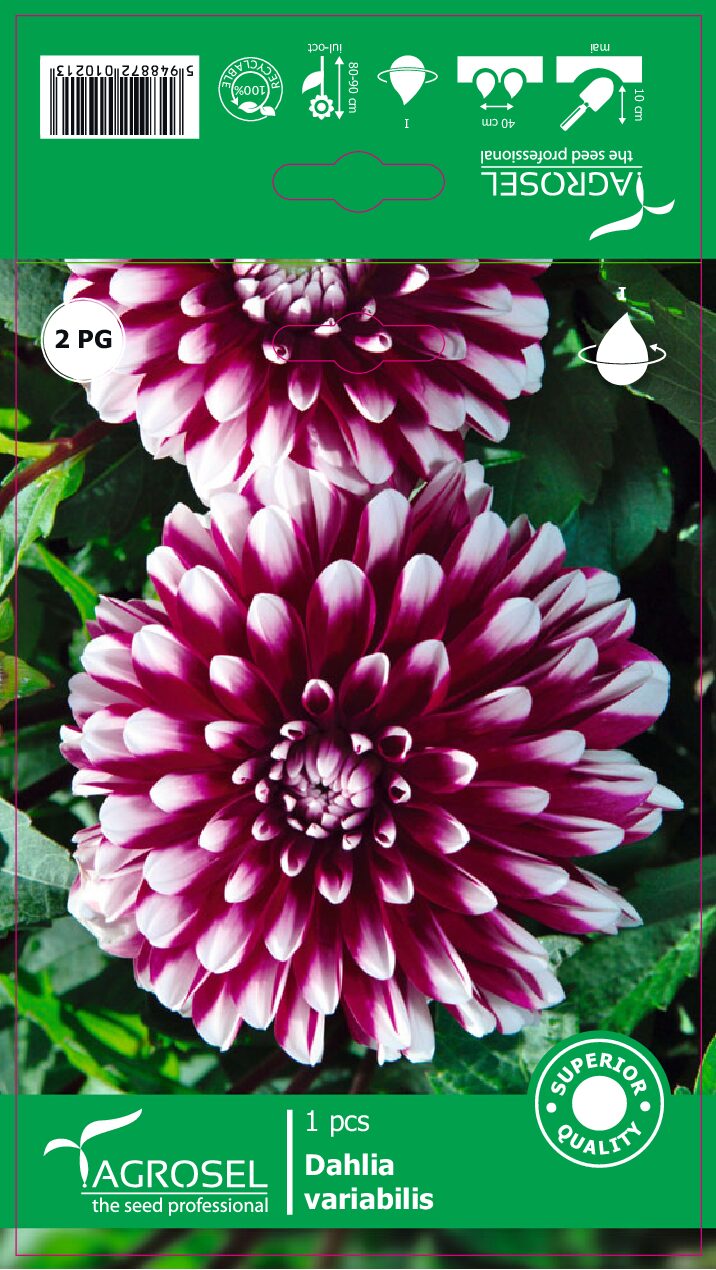 Dahlia - Mistery Day - Knold