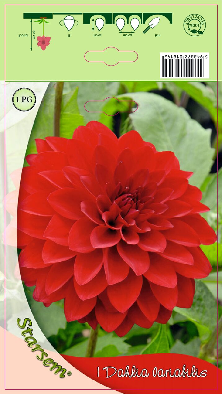 Dahlia - Red Ellen Houston - Knold