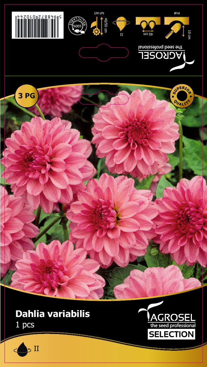 Dahlia - Rembrandt Selection - Knold