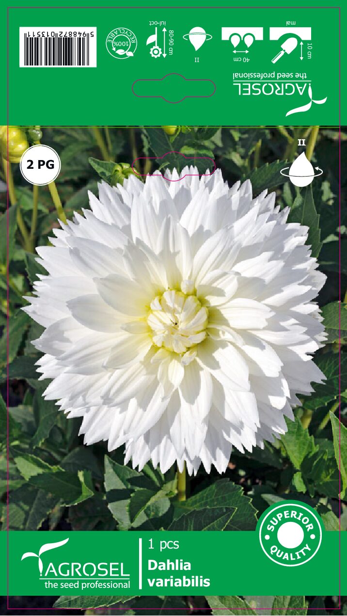 Dahlia - My Love - Knold