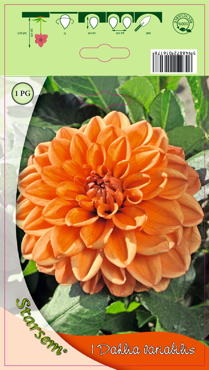 Dahlia - Orange Nugget - Knold