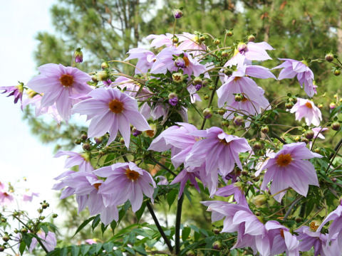 Trædahlia - Dahlia imperialis