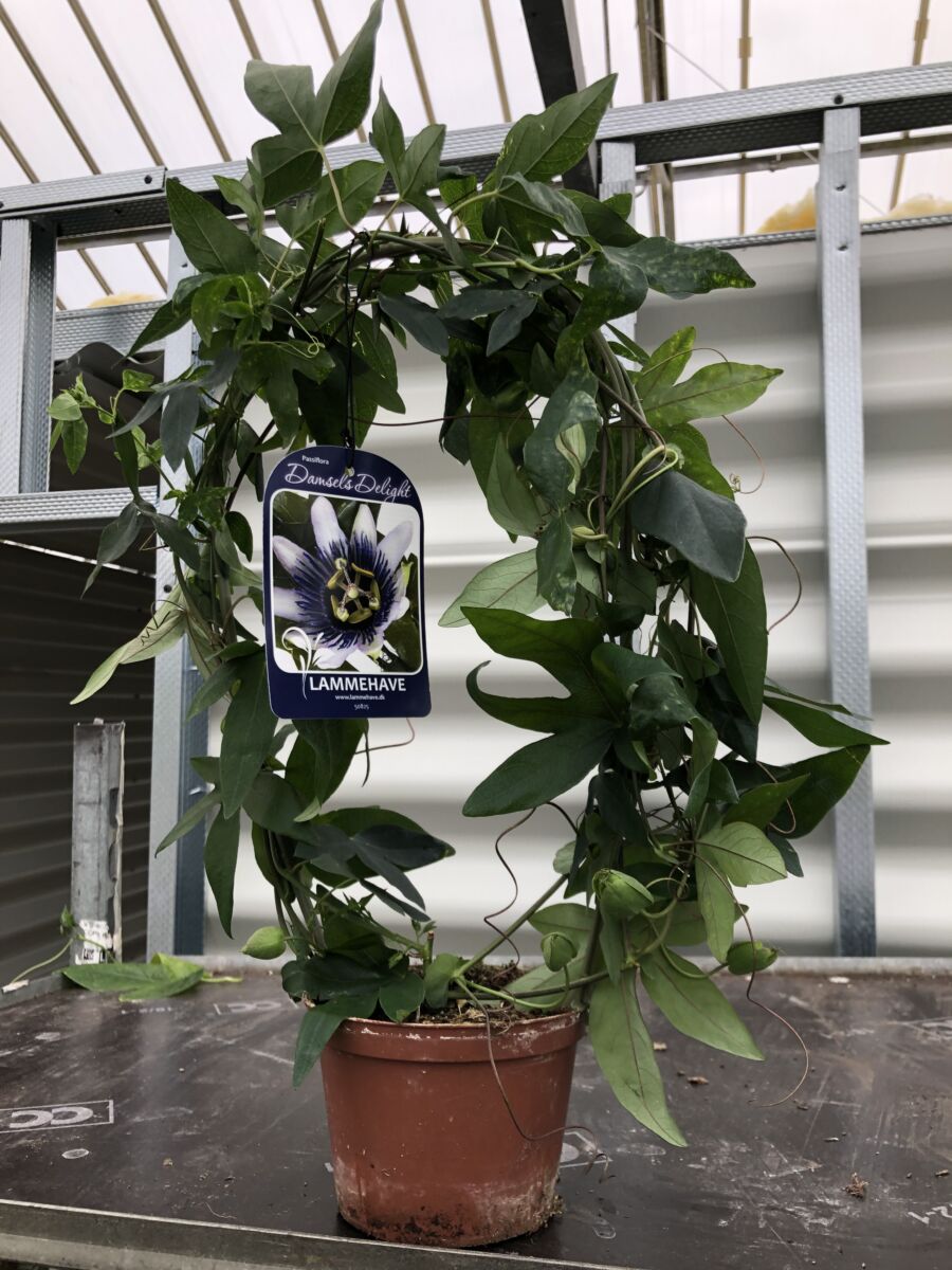 Passiflora 'Damsels Delight' - plante