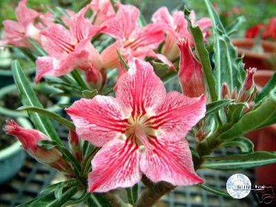 Ørkenrose - Adenium 'Dance of Butterfly'