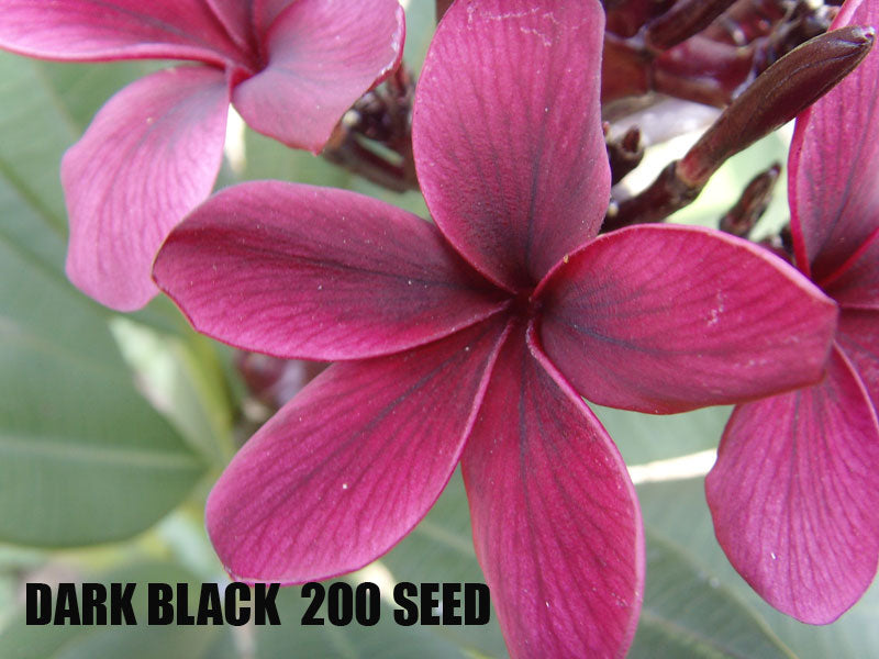 Plumeria -  Dark Black