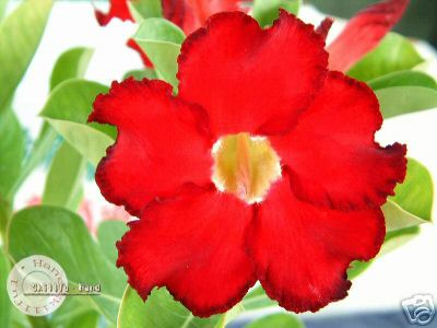 Ørkenrose - Adenium 'Dark forrest'