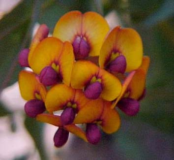 Bookleaf - Davesia Cordata