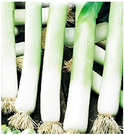 Porre - Allium porrum Monstrueux Carentan