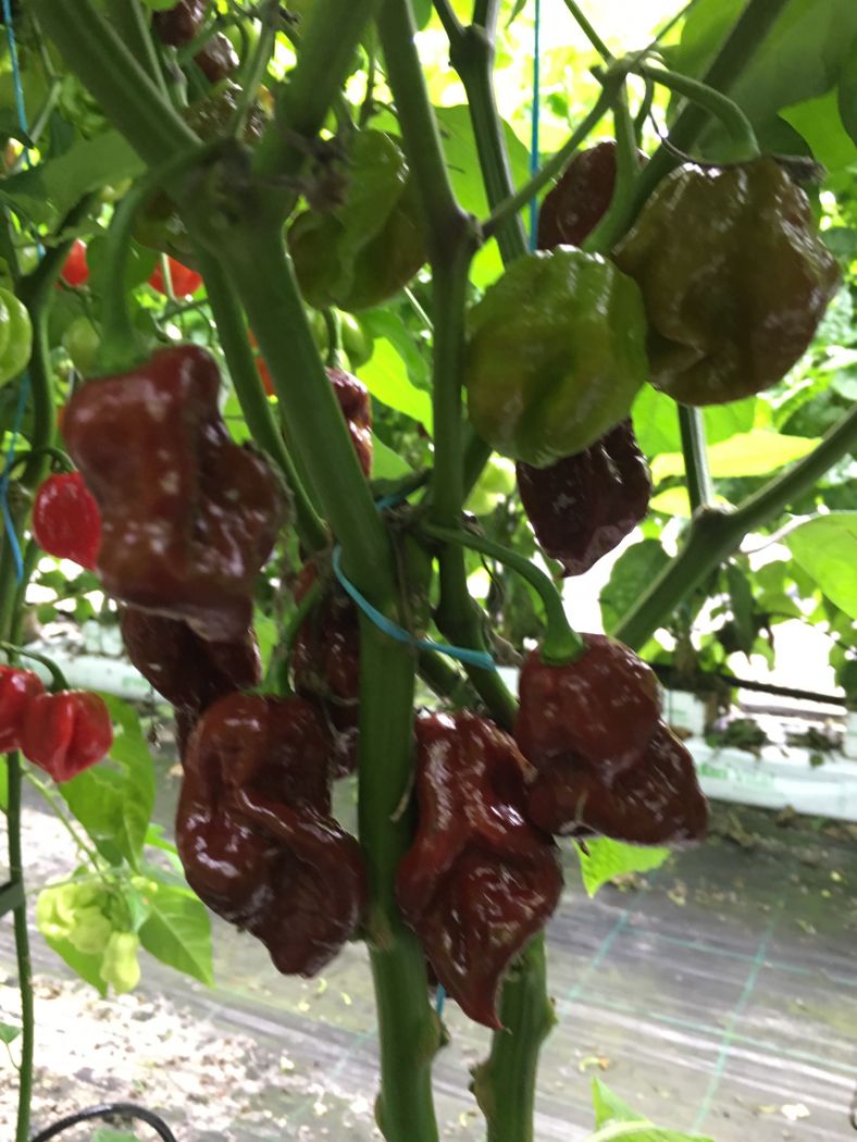 Defcon 7 Pot - C. chinense