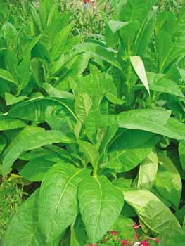 Tobak - Virginia - Nicotiana tabacum