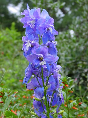 Pragtridderspore - 'Blue Butterfly'