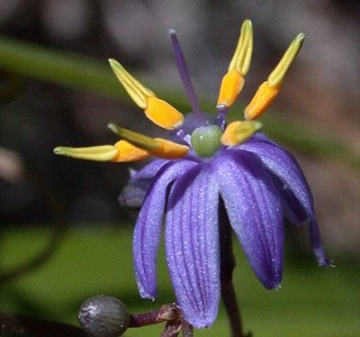Paroo Lily - Dianella Caerulea