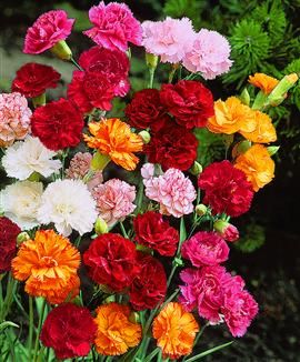 Havenellike  - Dianthus Caryophyllus