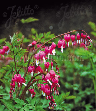 Løjtnantshjerte Pink - Dicentra spectabilis