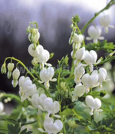 Løjtnantshjerte Hvid -Dicentra spectabilis Alba