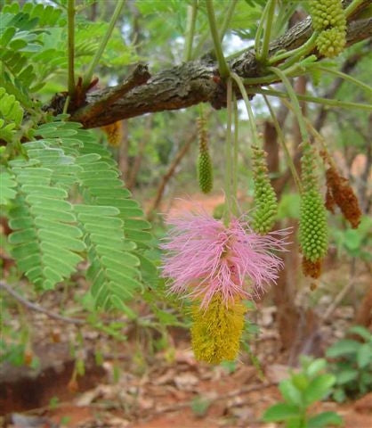 Sickle Pot - Dichrostachys Cinera