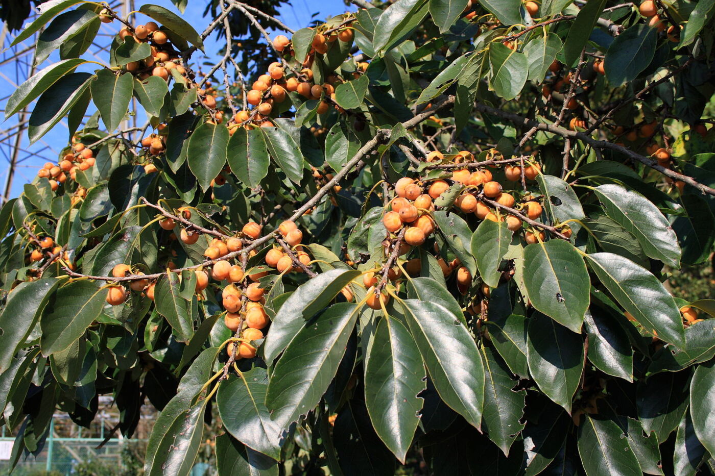 Daddelblomme - Diospyros lotus